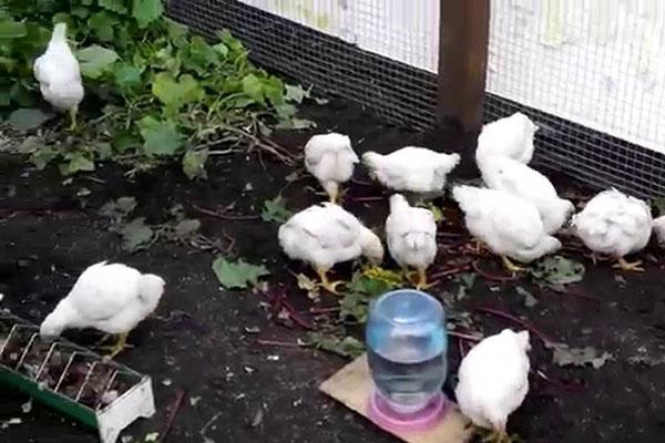 Los pollos de engorde deben tener pasto, hojas de vegetales en su dieta.