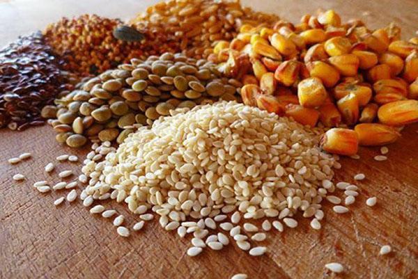 Grano para la alimentación de pollos de engorde