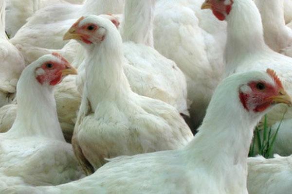 A los 2 meses de edad, los pollos de engorde pesan alrededor de 3 kg.