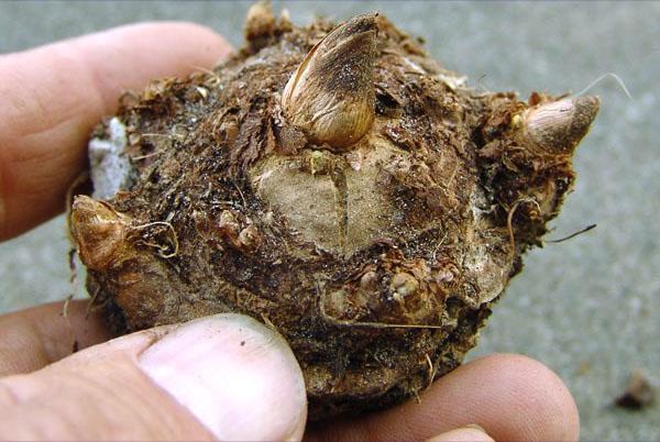 Tubercule de caladium