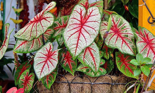 Caladium panaché aime les endroits lumineux