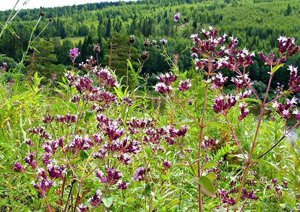 origan dans le pré