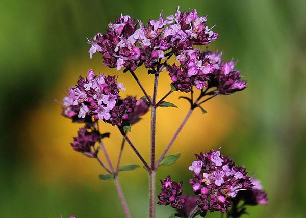 fleurs d'origan