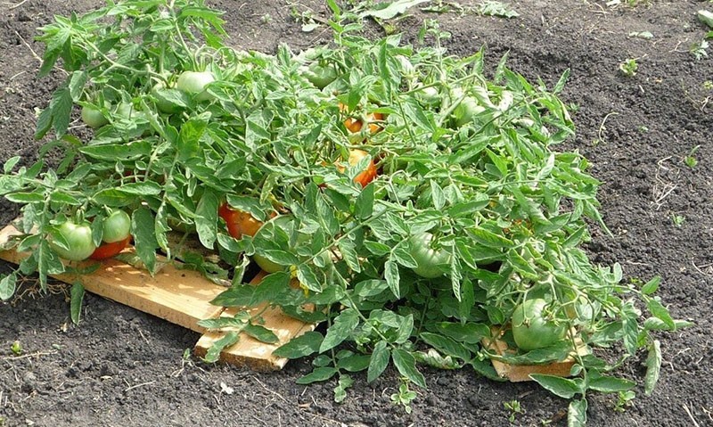 cultivo de tomate enano mongol