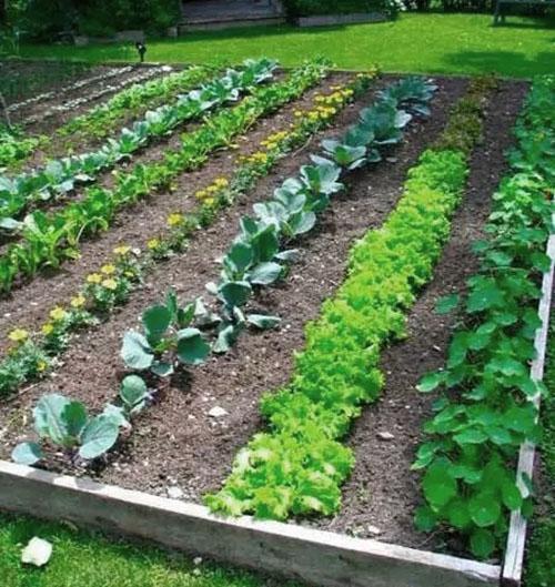 planificación del jardín