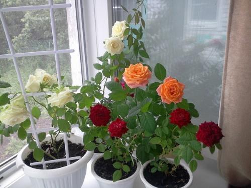 las rosas florecen