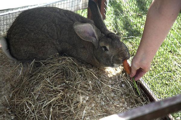 rénovation de lapin