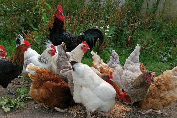 renouvellement d'un troupeau de poulets à la ferme