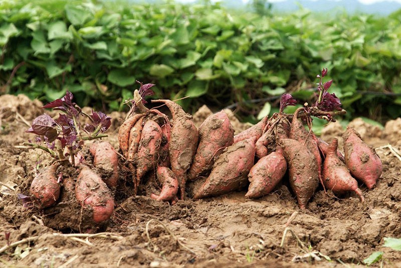 patate douce aux légumes racines d'outre-mer