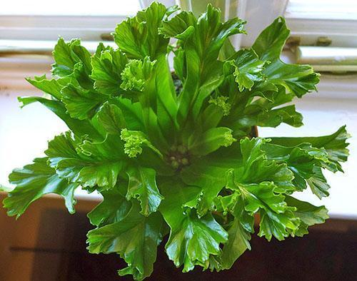 Belle rosette dense d'asplenium