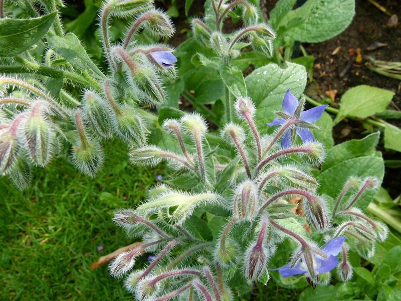 comment l'herbe de bourrache est cultivée