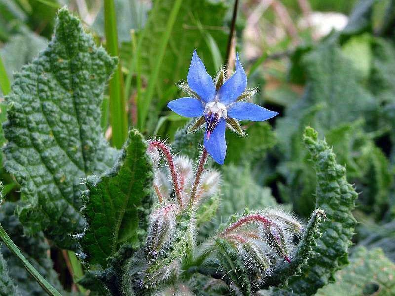 propiedades útiles de borago