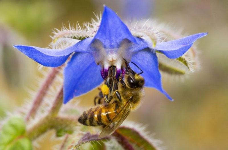 collecte de pollen