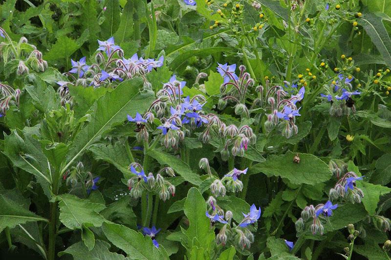 fleurs d'herbe de concombre