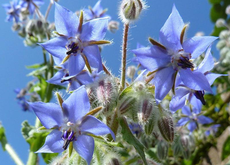 fleurs de bourrache