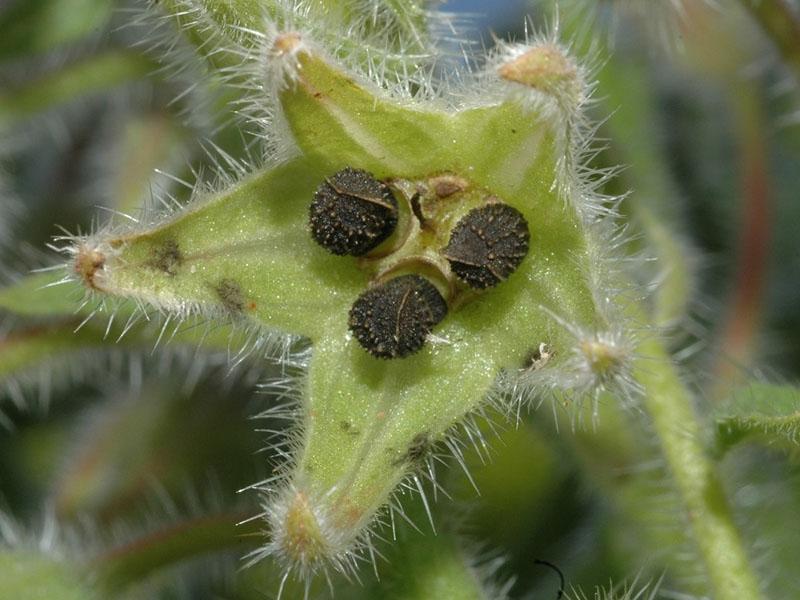 fruit de bourrache avec des graines