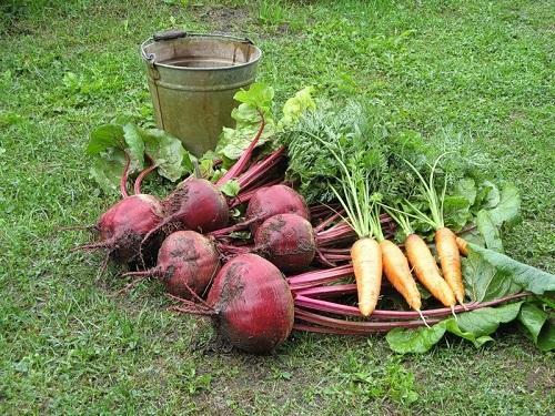 zanahorias y remolachas