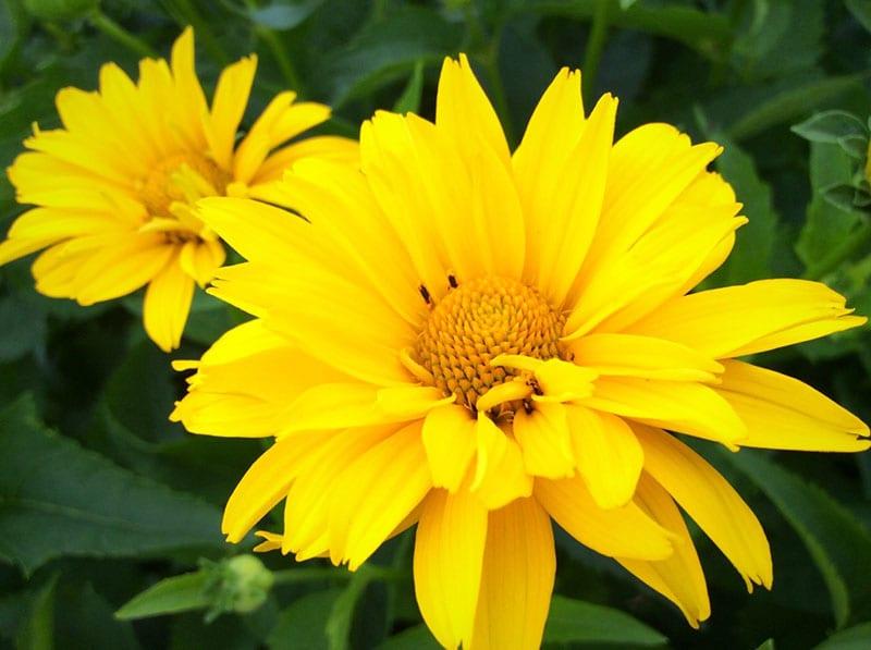 comedero dorado heliopsis