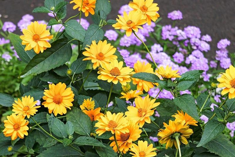 plantando heliopsis y cuidado en campo abierto.