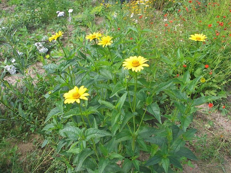 joven arbusto de heliopsis