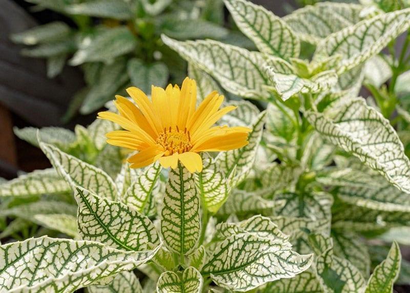 decoración de jardín heliopsis