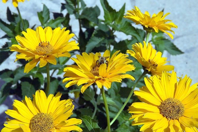 planta de la familia aster