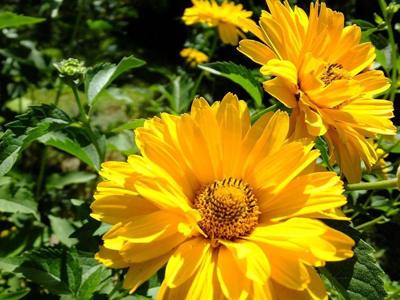 helioptis de girasol