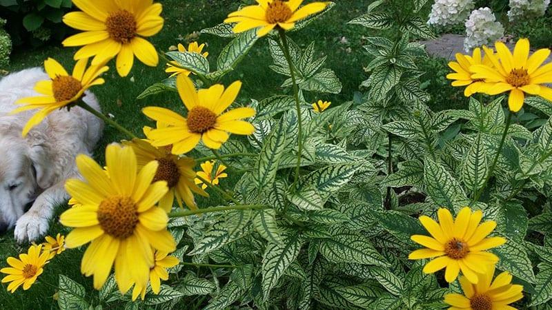 heliopsis áspera