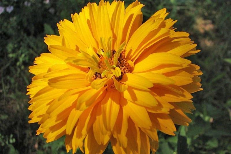 heliopsis bolas de oro