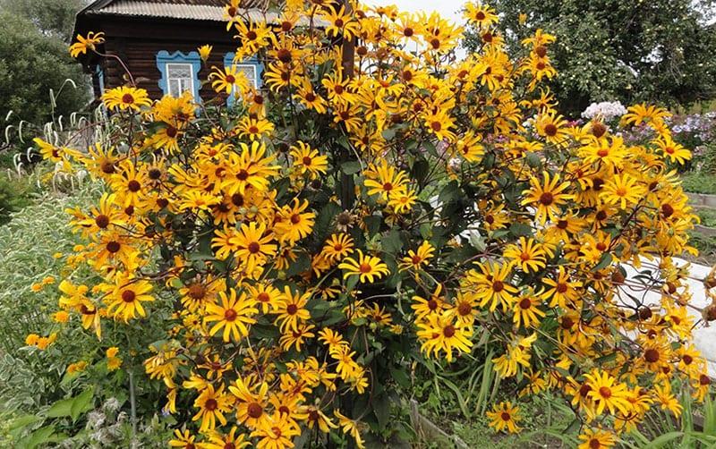 variété de chevaliers d'été