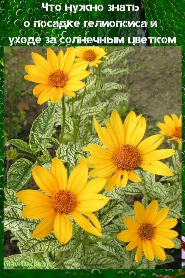 plantación y cuidado de heliopsis