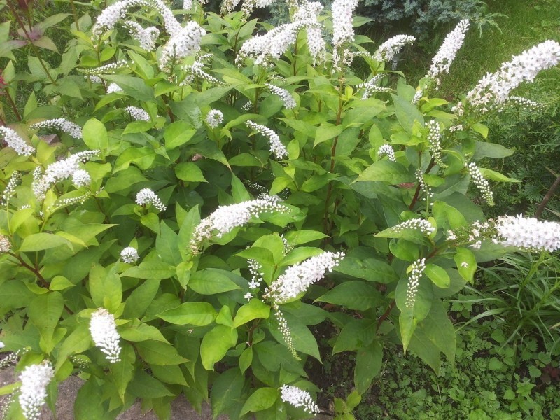 salicaria creciente