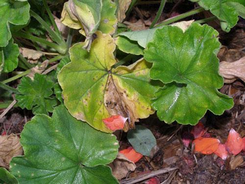 Maladie bactérienne du pélargonium ou gommose