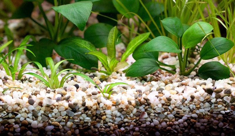 base de nutrientes para plantas