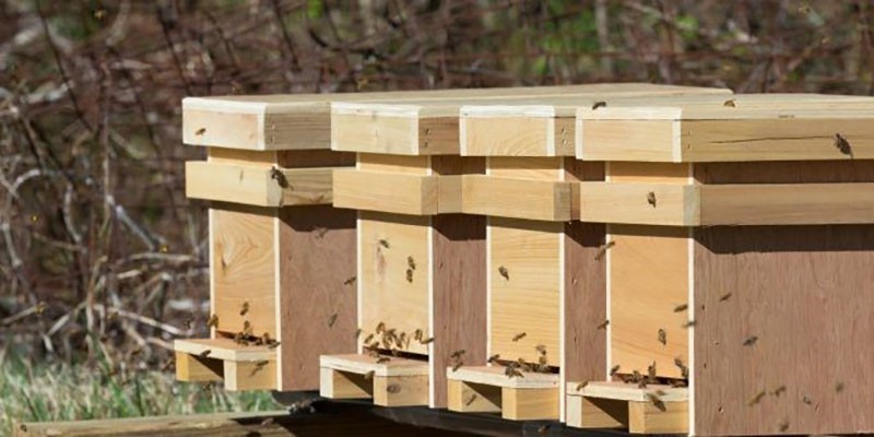 años de abejas después de invernar en el núcleo