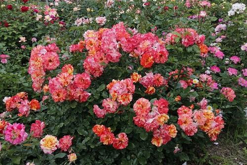 rosas polyanthus