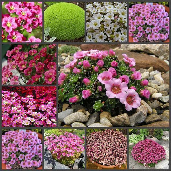 variétés de saxifrage