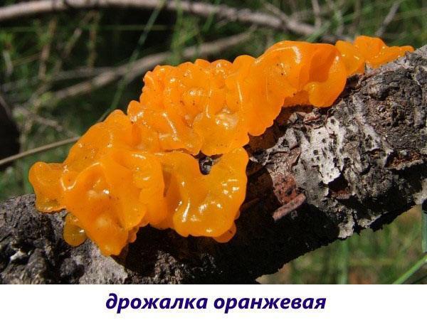 hongo escalofrío naranja