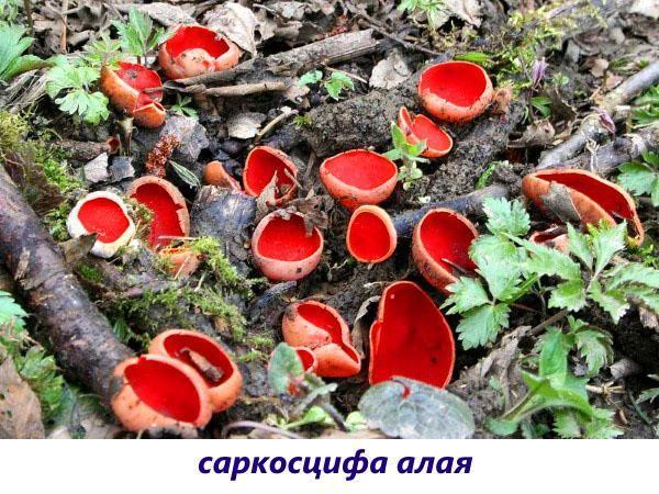 seta escarlata sarcoscif