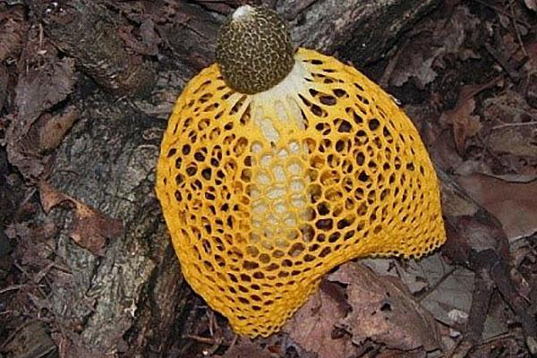 hongo de bambú en una falda amarilla