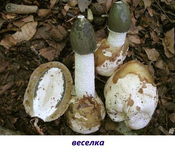 veselka de setas