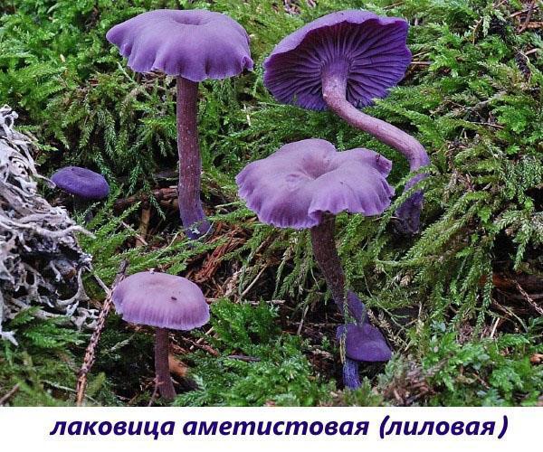 seta barniz amatista