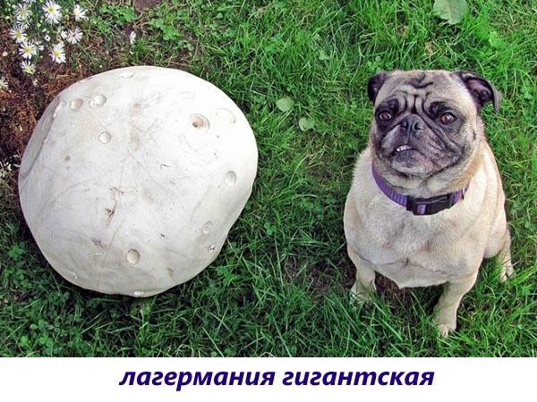 gigante del champiñón