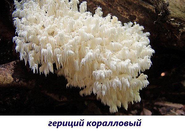 hongo hericio de coral