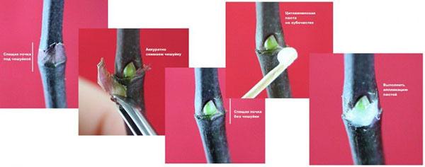 proceso de procesamiento de orquídeas