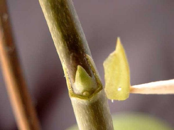 enlever les écailles sèches