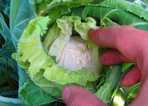 una cabeza de coliflor