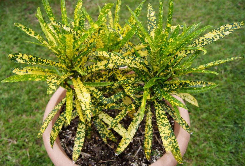 Dedo de oro Croton