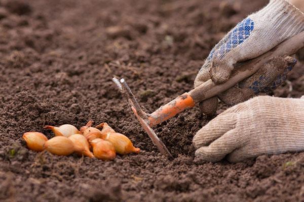 planter des oignons