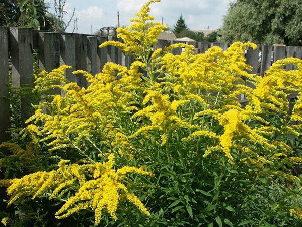 verge d'or canadienne